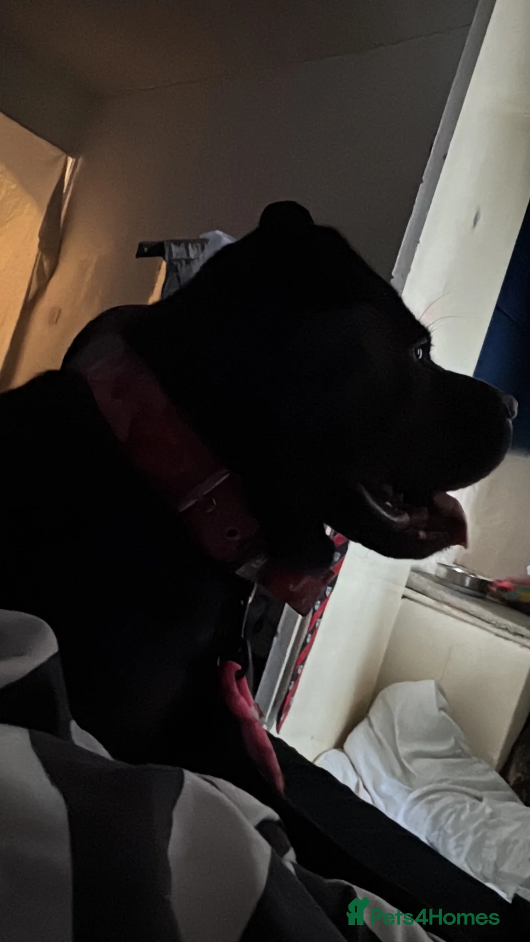 Mixed Breed dogs for sale: Bella-female- cane corso x shar pei in Liverpool - Advert 2