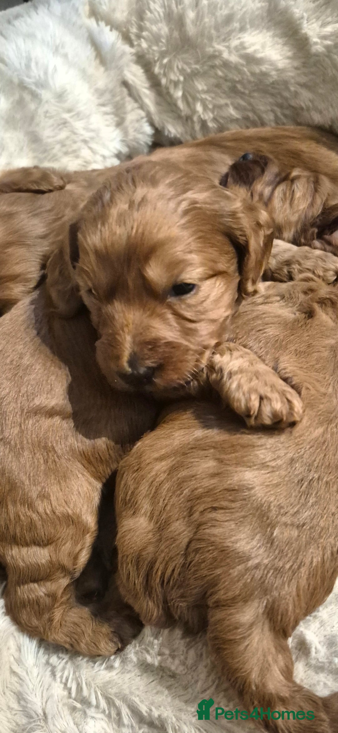 Cockapoo dogs for sale: Adorable fox red f1 toy cockapoo puppies - Advert 1