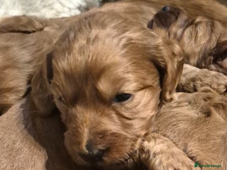 Cockapoo dogs Adorable fox red f1 toy cockapoo puppies - Advert 4