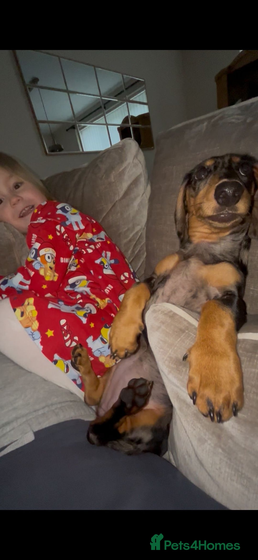 Miniature Dachshund dogs for sale: 4 month old gorgeous mini sausage  - Advert 8