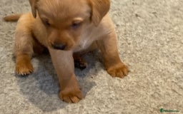 Labrador Retriever dogs for sale: KC Registered Labrador Puppies - Image 4