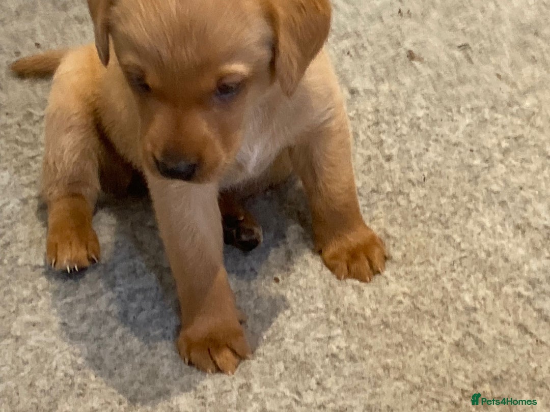Labrador Retriever dogs for sale: KC Registered Labrador Puppies - Image 4