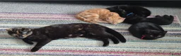 Mixed Breed cats for sale: Mum & Son in Hayling Island - Advert 9