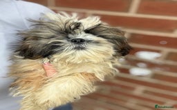 Shih Tzu dogs for sale: Fluffy little Shih tzu pups - Image 10