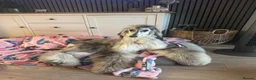 Afghan Hound dogs for sale: Female Afghan hound  - Advert 8