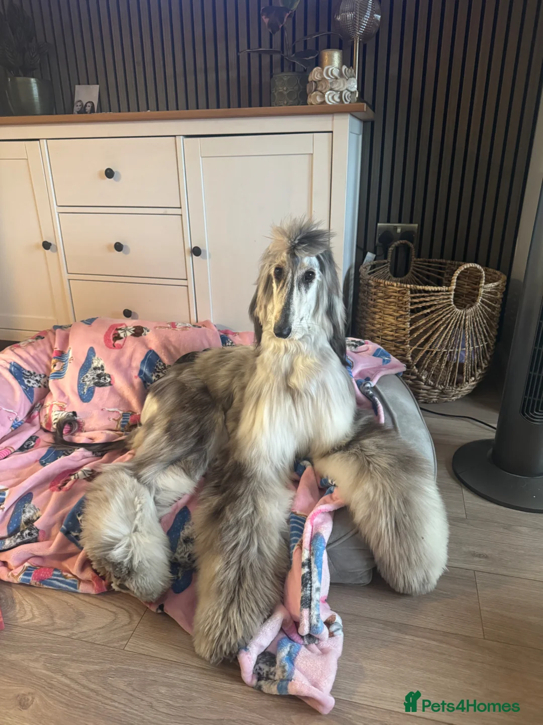 Afghan Hound dogs for sale: Female Afghan hound  - Advert 8