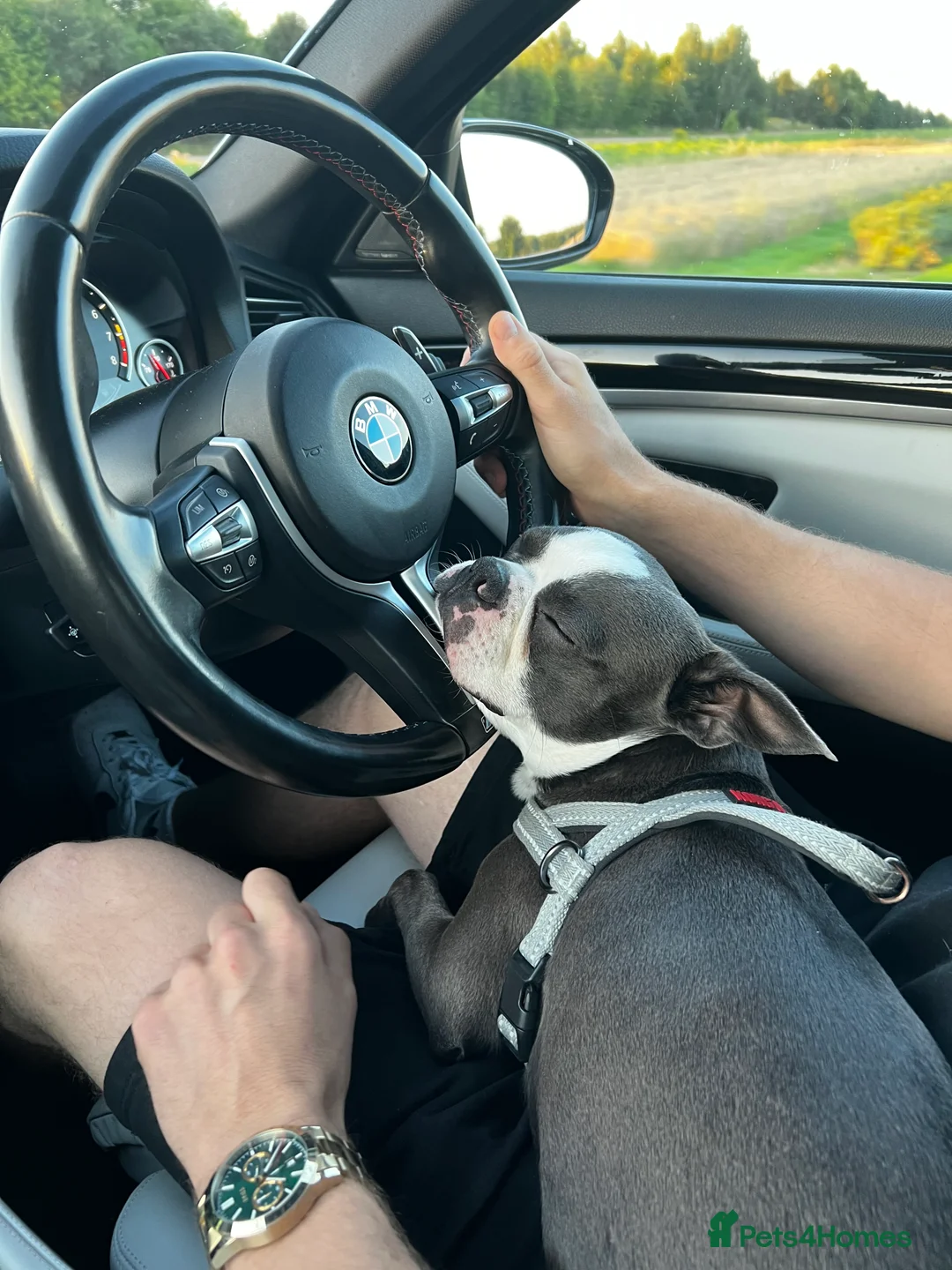 Boston Terrier dogs for stud: Boston terrier for stud blue&white proven KC regis in Wantage - Advert 11