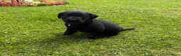 Labrador Retriever dogs for sale: Healthy puppies waiting loved by a new family  in Cheltenham - Advert 5