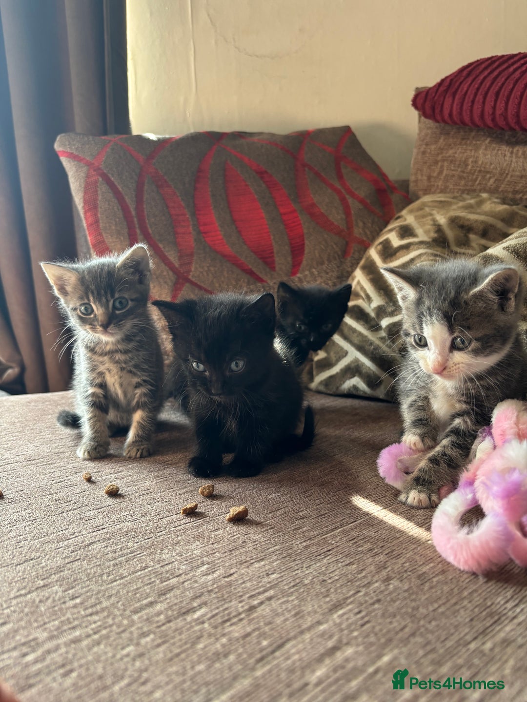 Mixed Breed cats for sale: Kittens for sale  - Image 6