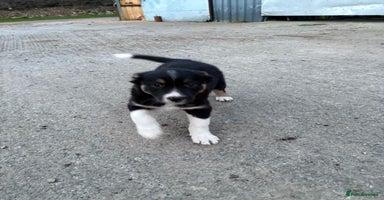 Border Collie dogs - Advert 6