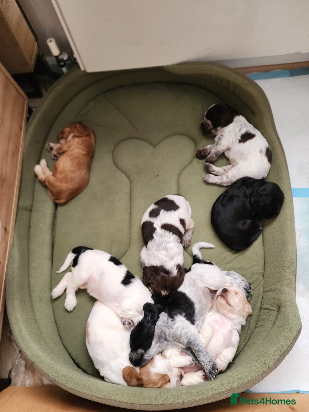 Cocker Spaniel dogs for sale: Show type unique markings cocker spaniel puppies  - Advert 32