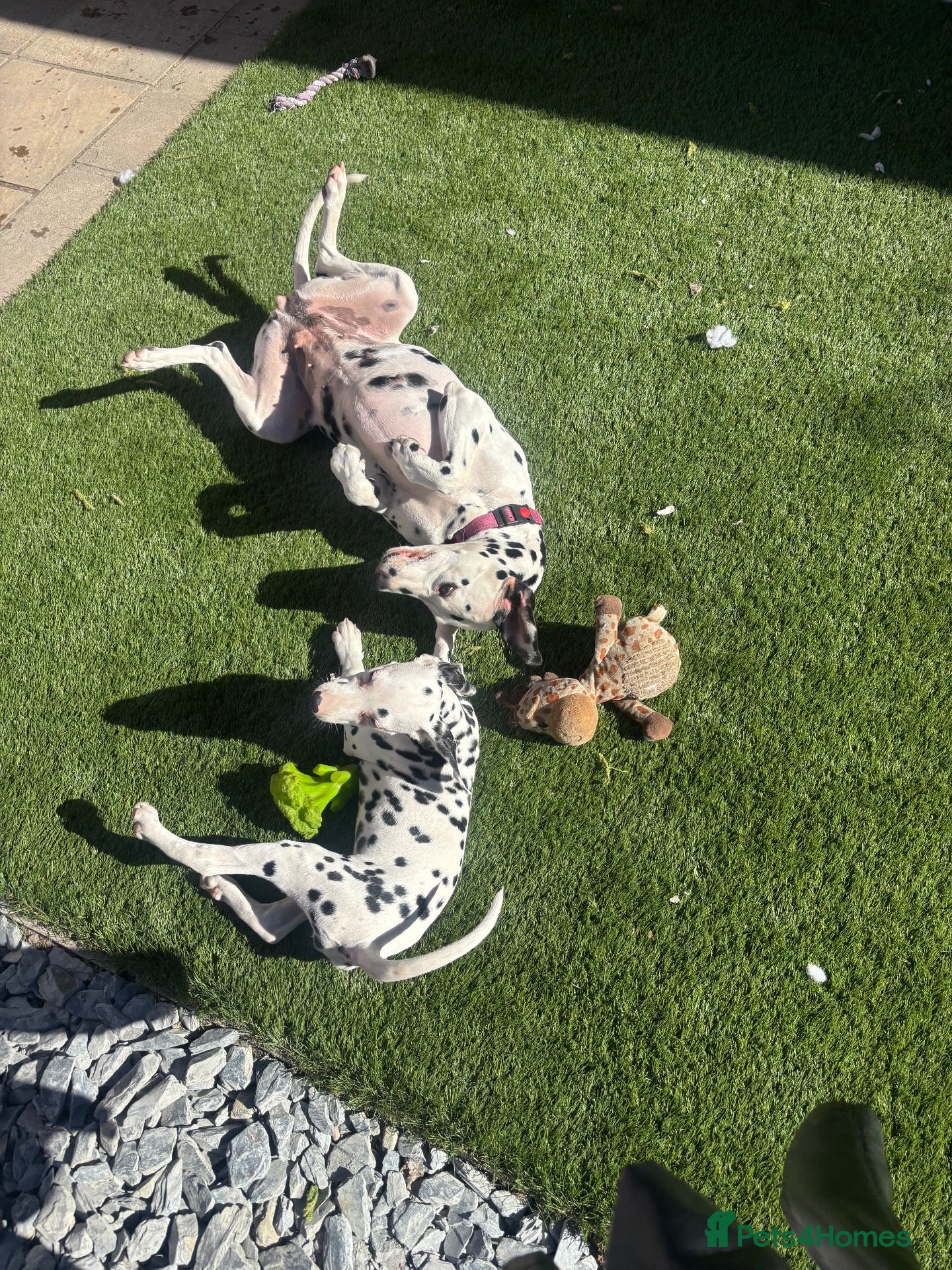 Dalmatian dogs 🐾 1 Female KC Dalmatian Puppy left 🐾 - Advert 6