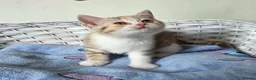 British Shorthair cats for sale: Very unusual British shorthair - Advert 1