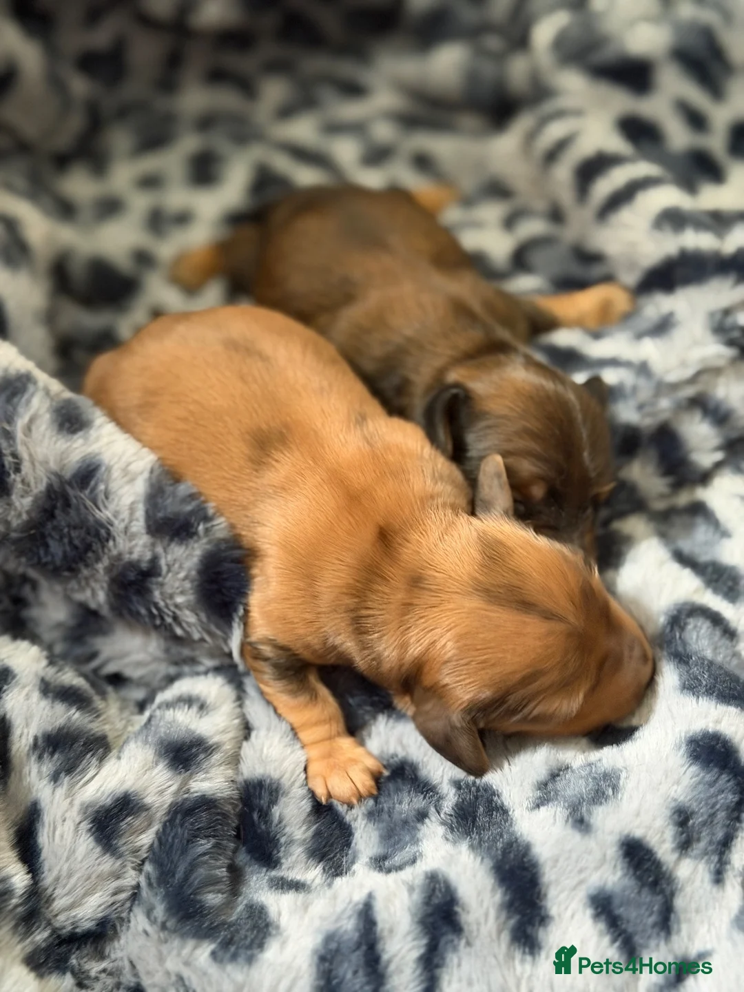 Miniature Dachshund dogs for sale: Champion Lines Minature Dachshunds - Advert 12