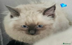 Ragdoll cats for sale: Blue Point Ragdoll Kittens for sale   - Image 11