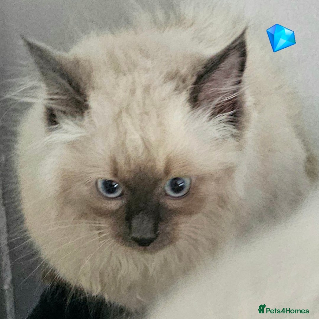 Ragdoll cats for sale: Blue Point Ragdoll Kittens for sale   - Image 11
