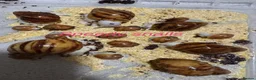 Snails invertebrates for sale: Ovum snails  - Advert 2