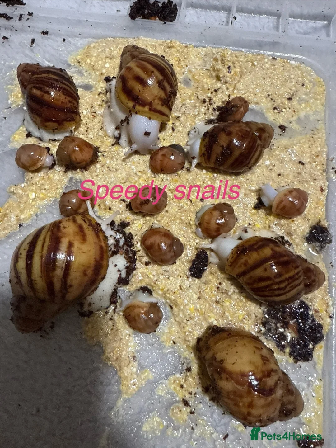 Snails invertebrates for sale: Ovum snails  - Advert 2