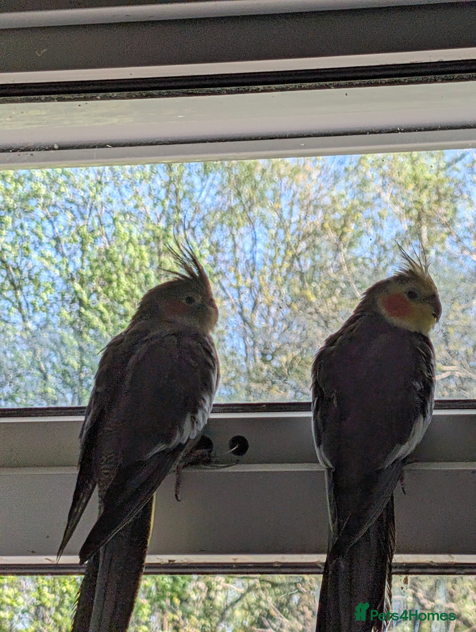 Cockatiels birds Male/female pair of cocktails to be rehomed - Advert 1