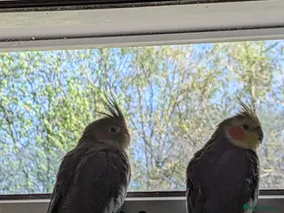Cockatiels birds Male/female pair of cocktails to be rehomed - Advert 1