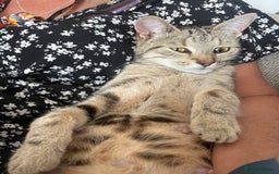 Mixed Breed cats for sale: 2 gorgeous kittens - Image 18