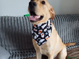 Mixed Breed dogs Male labrador cross - Advert 1