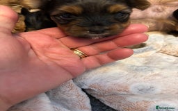 Yorkshire Terrier dogs for sale: Three beautiful Yorkshire terrier puppies  - Image 3