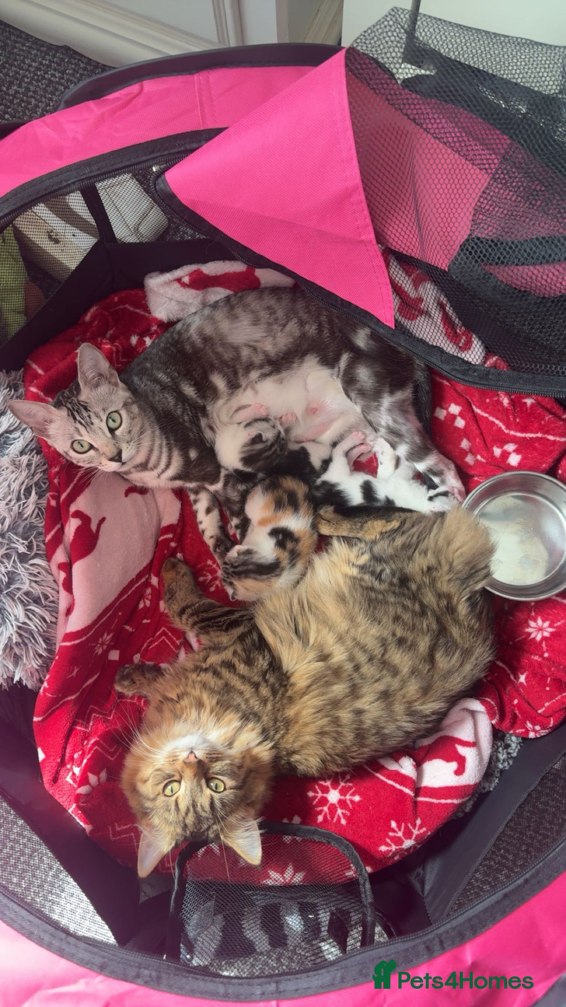 Mixed Breed cats Three Kittens For Sale Need Gone Asap  - Advert 1