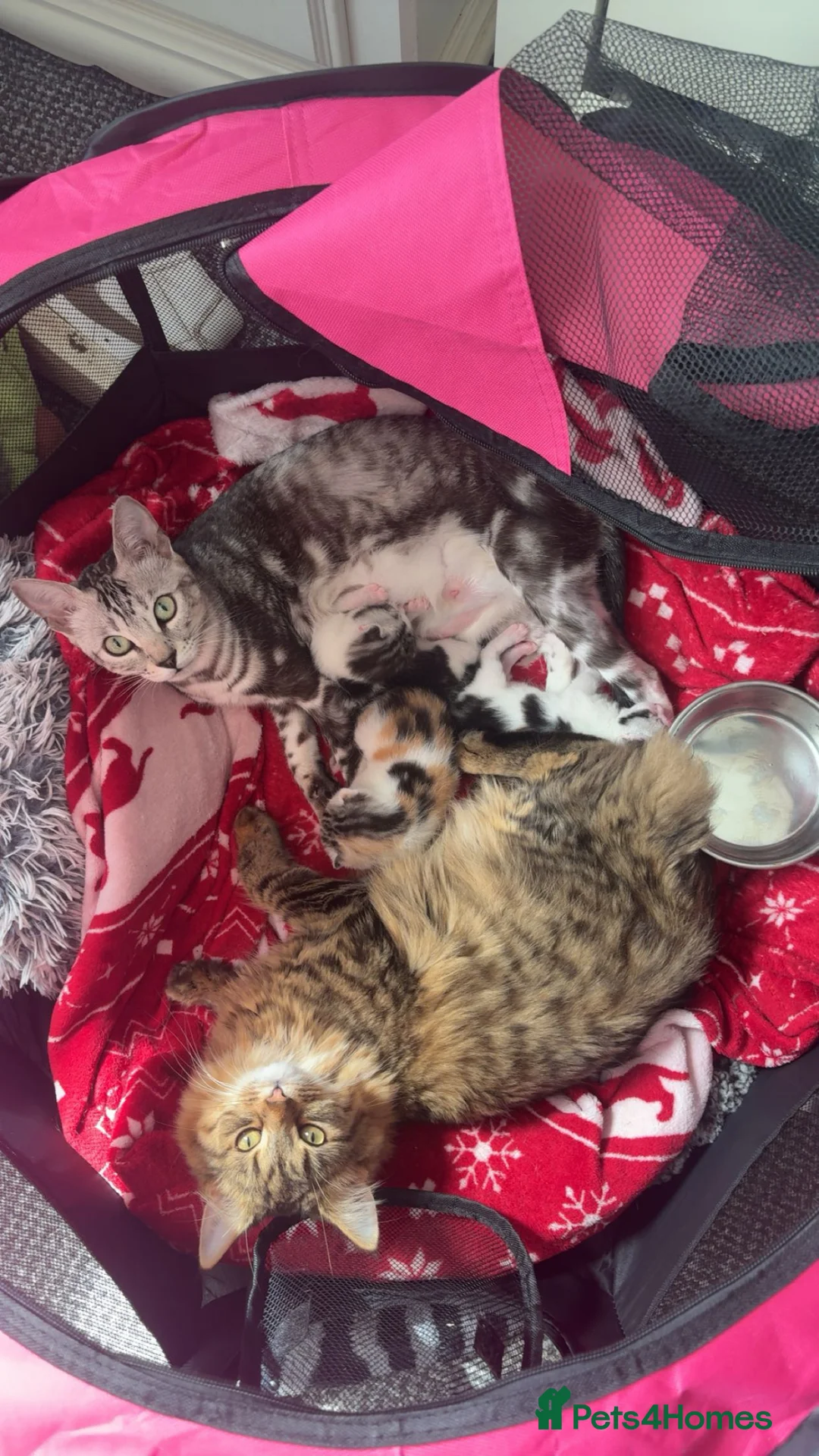 Mixed Breed cats for sale: Three Kittens For Sale Need Gone Asap  in Carmarthen - Advert 1