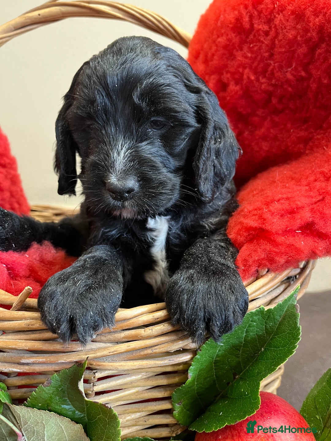 Sproodle dogs for sale: The apple of my eye - Image 9