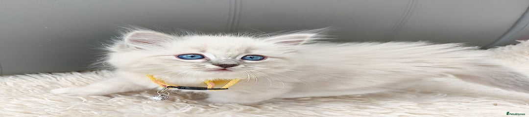 Ragdoll Kitten 3 Lil Cloud
