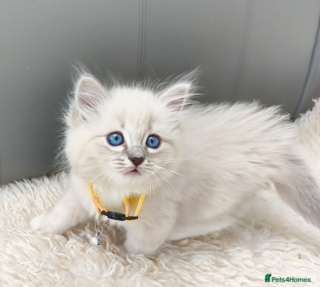 Ragdoll cats for sale: Gorgeous Snow Leocats: RagdollxSiberianxHimalayan! - Image 12