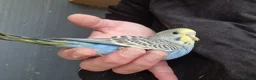 Budgerigars birds for sale: 4 blue chicks and 1 adult male  - Advert 18