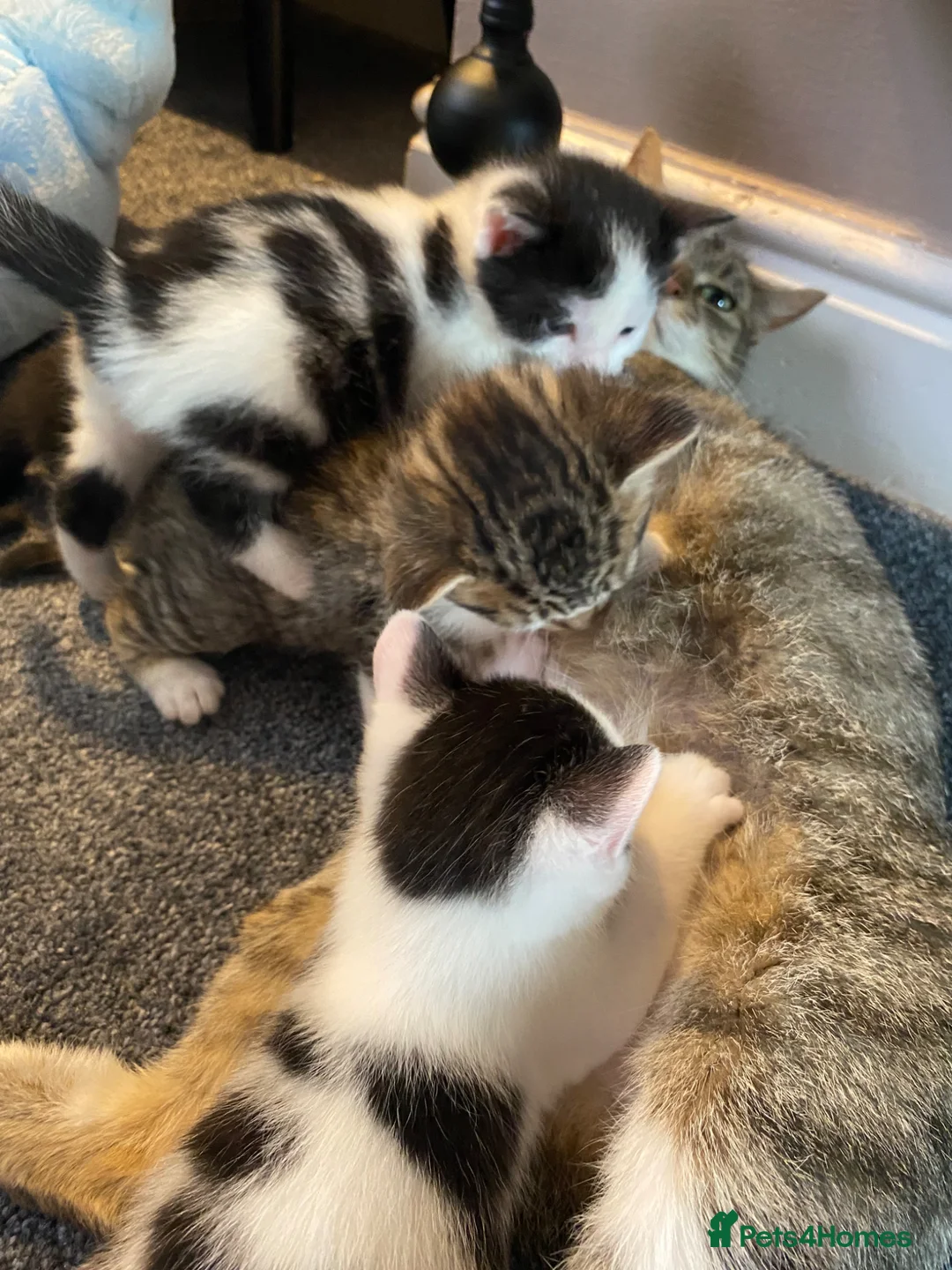 Mixed Breed cats for sale: 5 Gorgeous Bengal x kittens  - Advert 2