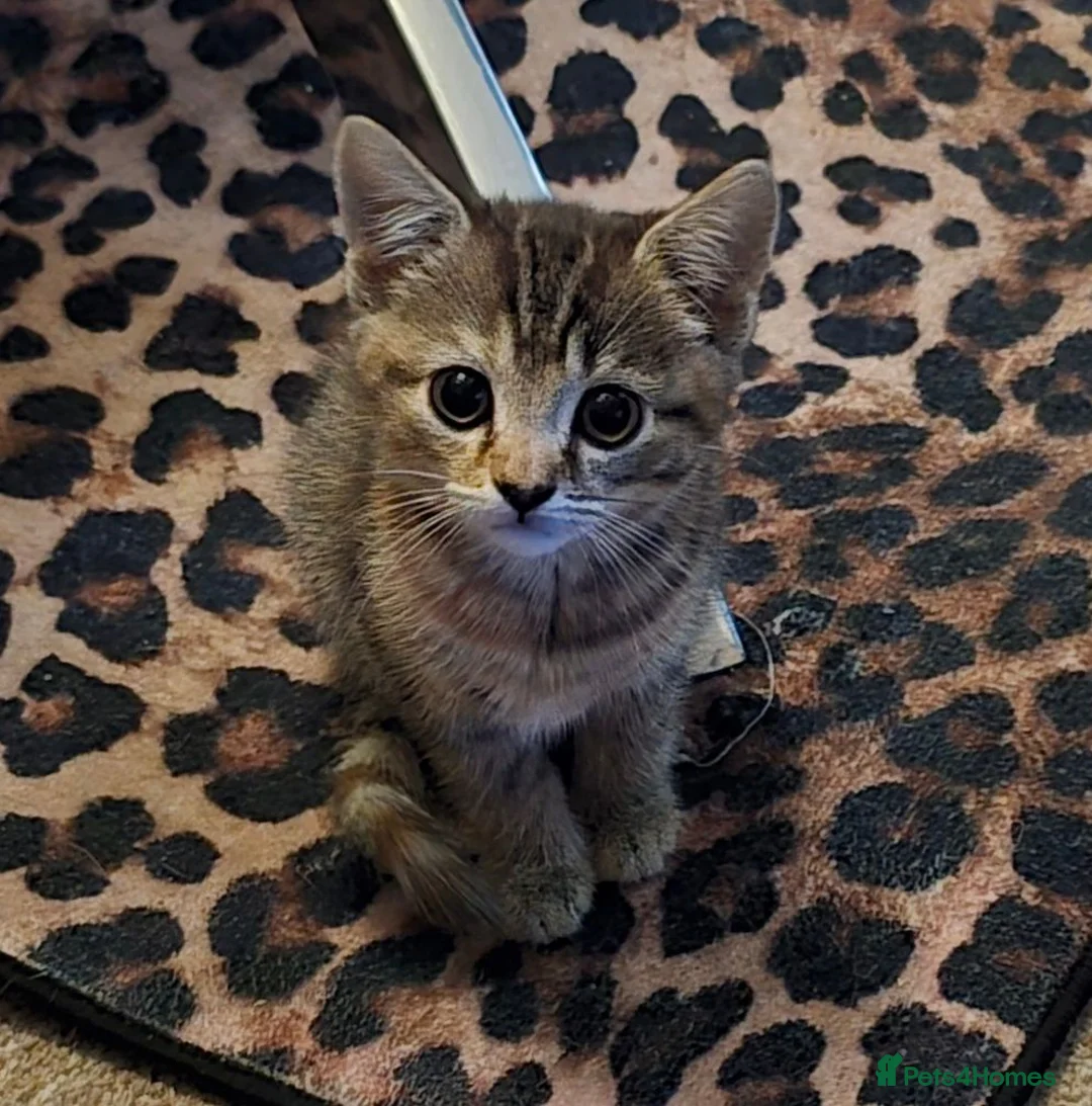 Mixed Breed cats for sale: Adorable Tabby Kitten - Advert 4