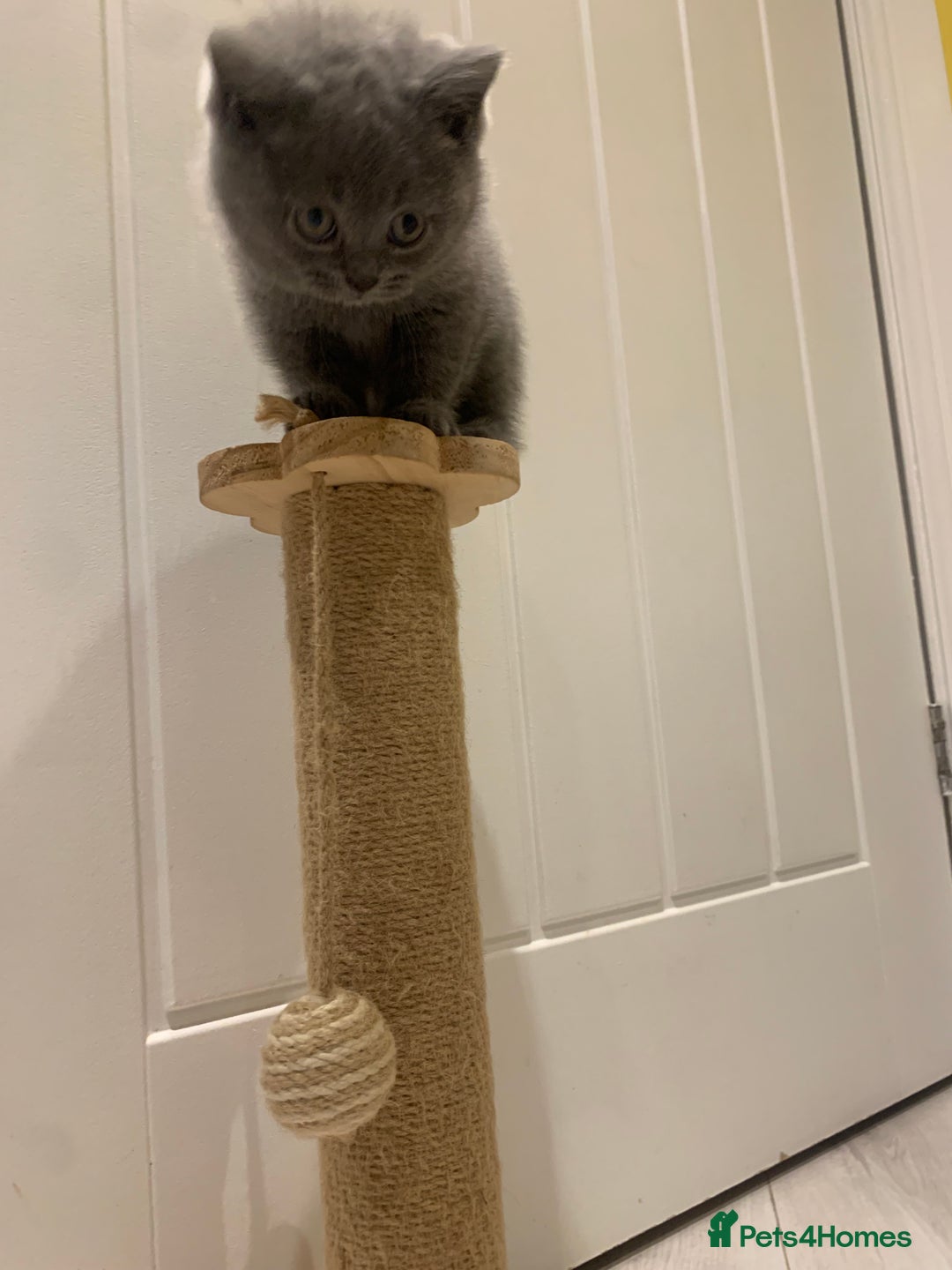 British Shorthair cats for sale: British shorthair - Advert 2