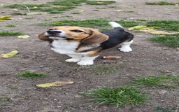 Beagle dogs for adoption: 💙🐶 ELVIS 🐶💙 - Image 21