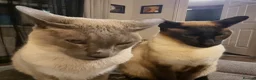 Siamese cats for adoption: Super Friendly Siamese Besties - Advert 5