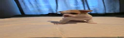 Chihuahua dogs for sale: Apple head  **  chihuahuas  in Milton Keynes - Advert 2