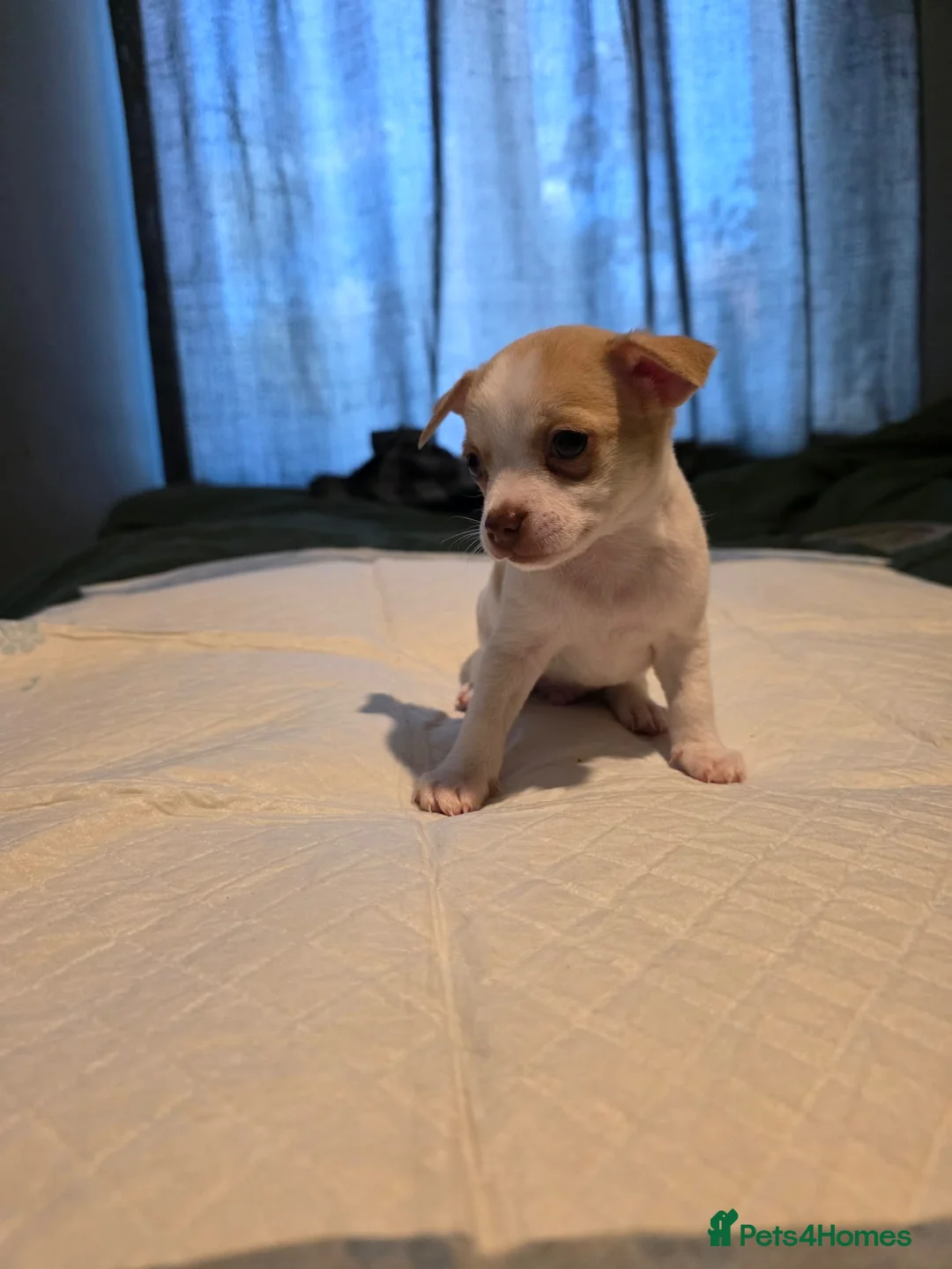 Chihuahua dogs for sale: Apple head  **  chihuahuas  in Milton Keynes - Advert 2