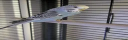 Budgerigars birds for sale: Three 8 month old budgies in Shipley - Advert 4