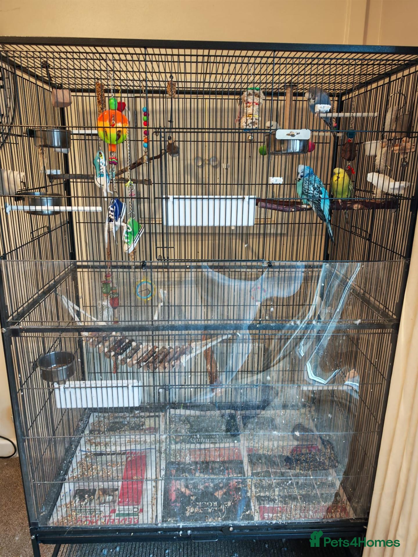 Budgerigars birds 4 Budgies with Large Cage – Complete Setup - Advert 2