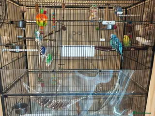 Budgerigars birds 4 Budgies with Large Cage – Complete Setup - Advert 2