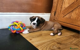 Boxer dogs for sale: 🌟🩷COI 0.5% KC REG BOBTAIL GIRL🩷🌟 - Image 37