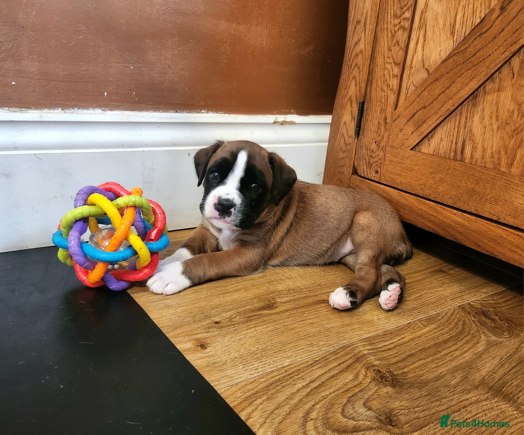 Boxer dogs for sale: 🌟🩷COI 0.5% KC REG BOBTAIL GIRL🩷🌟 - Image 37