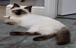 Ragdoll cats for sale: 1 boy/ 1 girl Ready to go - Image 12