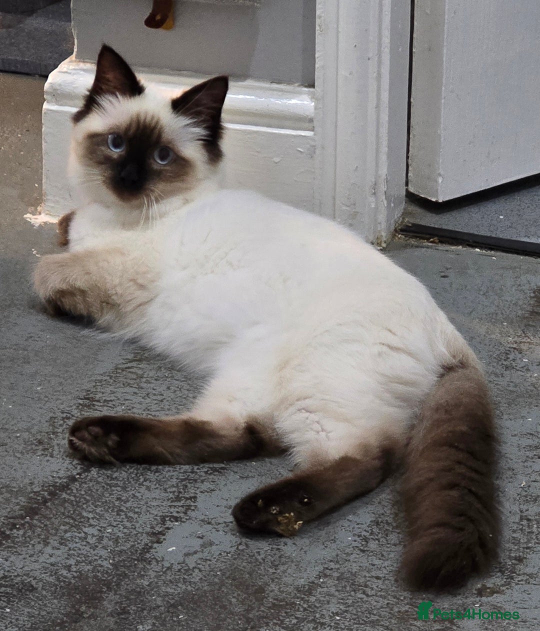 Ragdoll cats for sale: 1 boy/ 1 girl Ready to go - Image 12