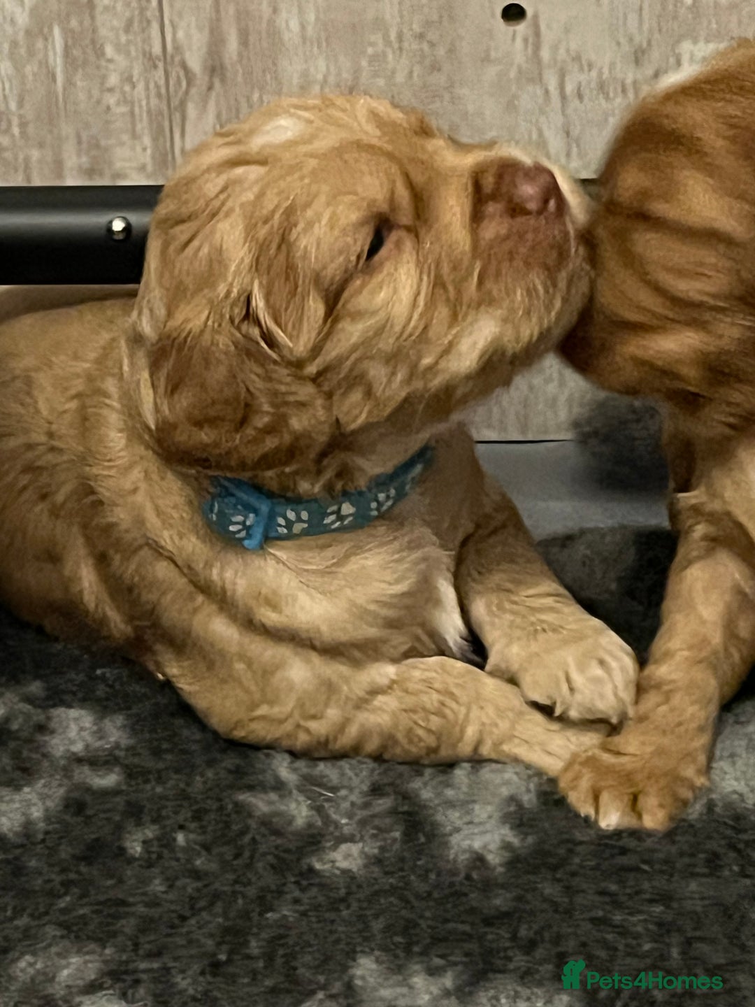 Cocker Spaniel dogs for sale: Pedigree Cocker Spaniels SOLD - Advert 11