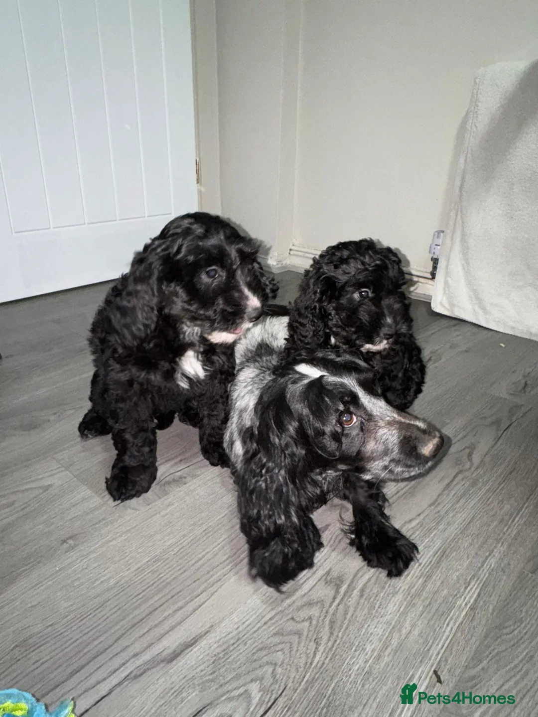 Cockapoo dogs for sale: Adorable F1 cockapoo puppies  - Advert 4