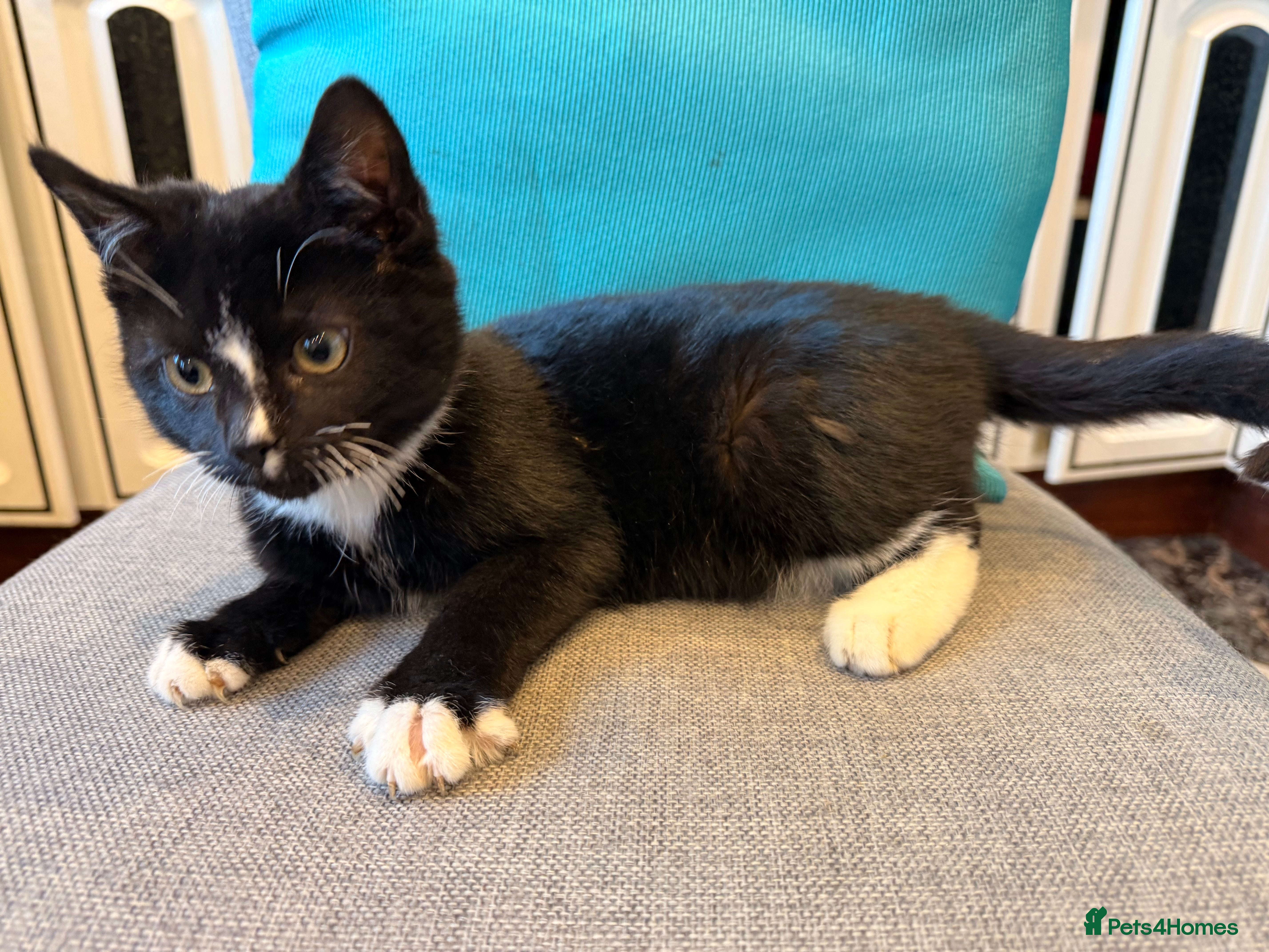 Mixed Breed cats Kittens ready today 😻 - Advert 6